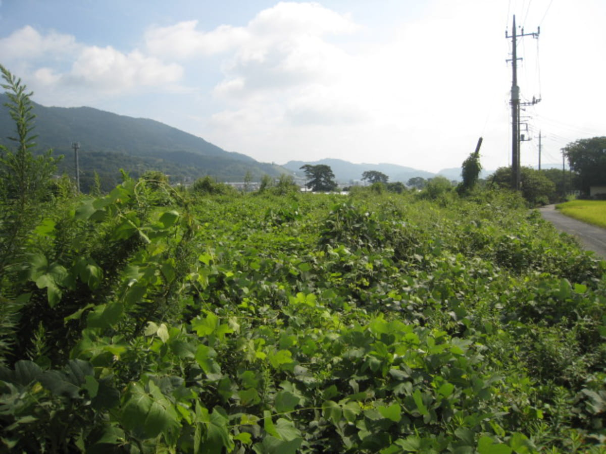 荒れ果てた農地