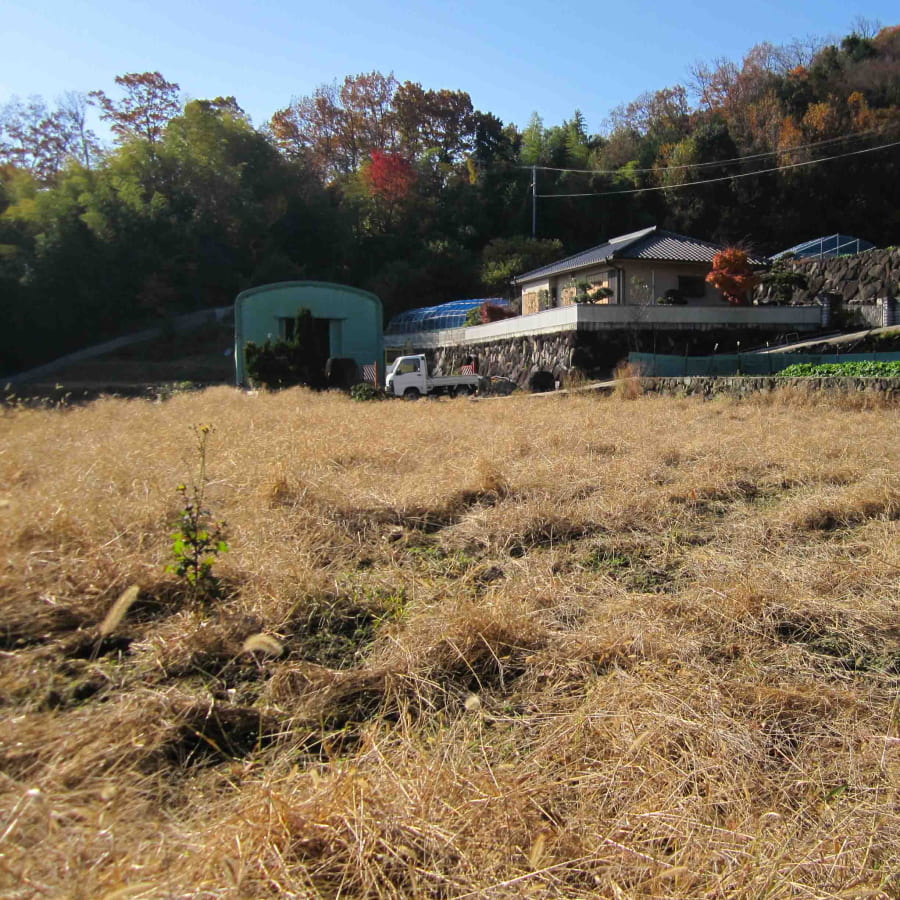 埼玉県越谷市の草むしり・除草を行いました