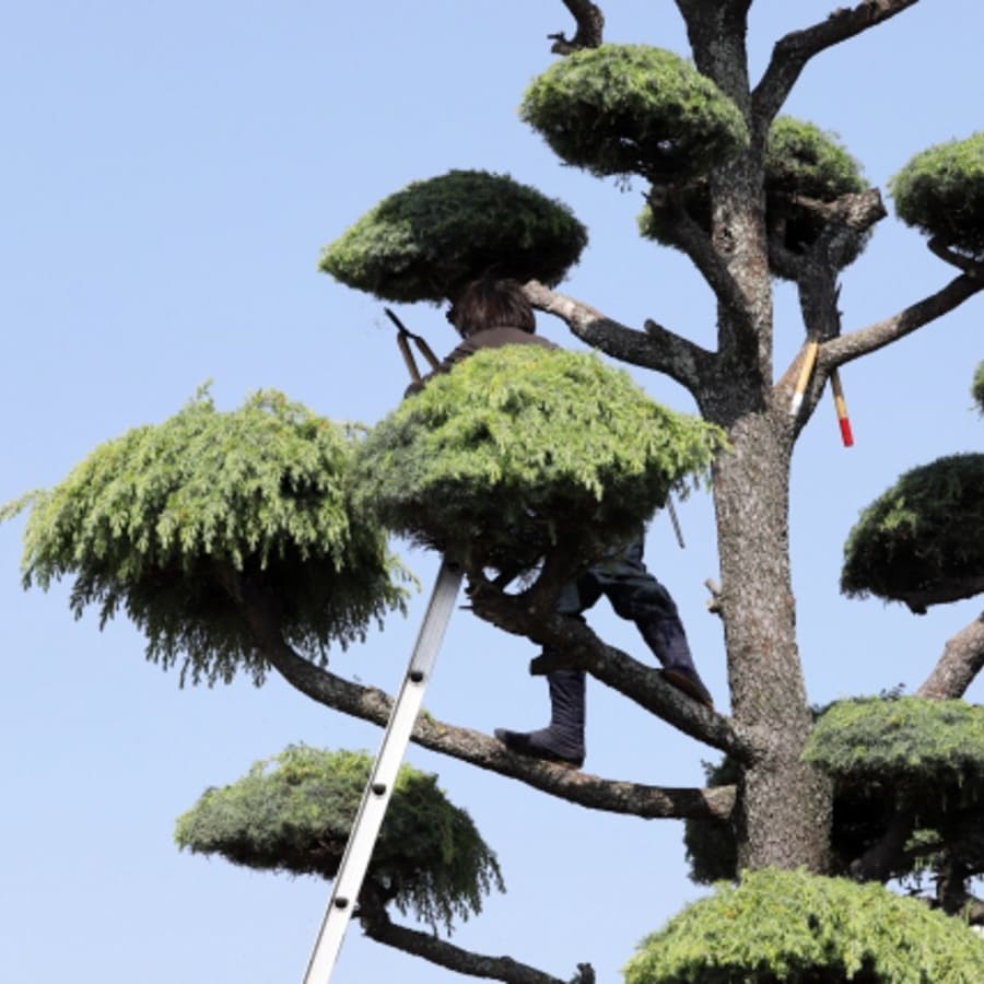 東京都日野市のお庭の草刈り・剪定作業