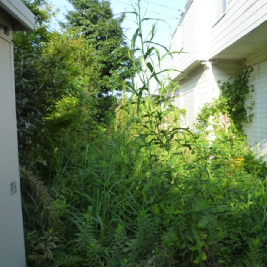 東京都渋谷区のお庭の草刈り・草むしり・除草剤散布を行いました